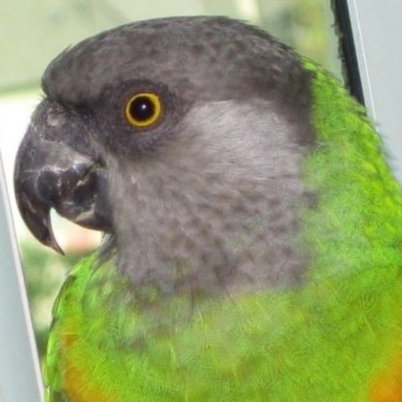 Meet your Posher, George - Picture 1 of 1